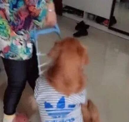 金毛犯错被主人绑成囚犯,吓得一脸惊恐,汪知道错了快放开我 金毛犯错被主人绑成囚犯,吓得一脸惊恐,汪知道错了快放开我