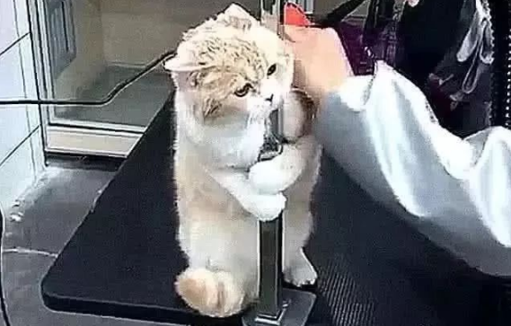 带猫咪做绝育，兽医迟迟没有动刀，主人进去一看:尘缘未了