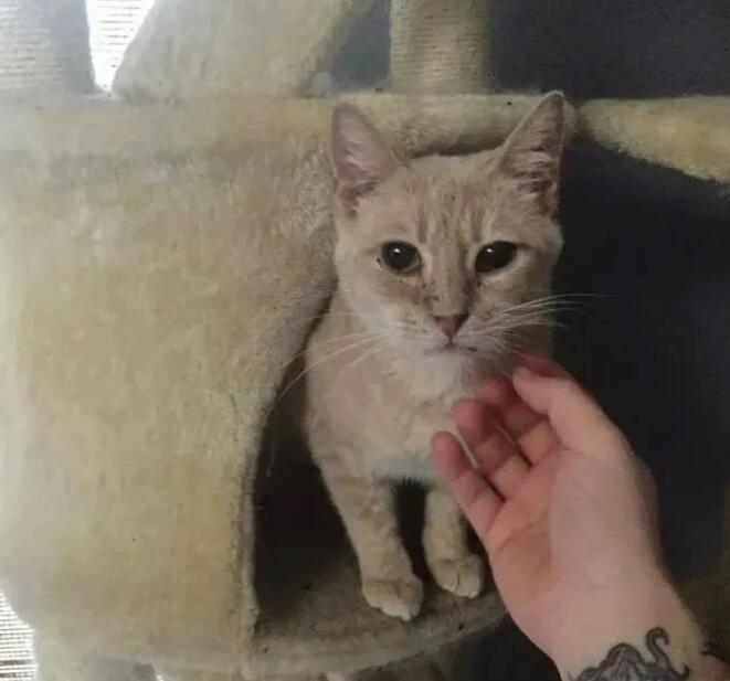 家猫爱上了流浪橘猫,勇敢将男友带回家,主人称赞家猫有眼光! 家猫爱上了流浪橘猫,勇敢将男友带回家,主人称赞家猫有眼光!