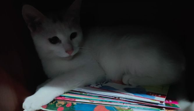 女儿收养的猫病了，我真不忍心告诉孩子们即使花完孩子手里所有的钱，猫也有可能救不活的