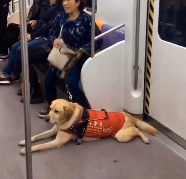 导盲犬带主人坐地铁，被乘客嫌弃太臭，表情很委屈，让人心疼