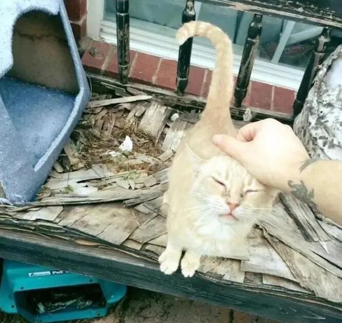家猫爱上了流浪橘猫,勇敢将男友带回家,主人称赞家猫有眼光! 家猫爱上了流浪橘猫,勇敢将男友带回家,主人称赞家猫有眼光!