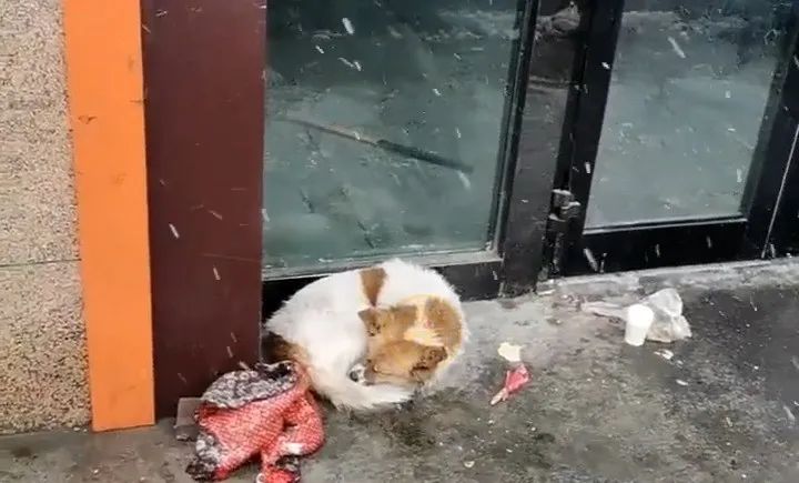 被主人抛弃在寒冬中的狗狗,在雪中瑟瑟发抖,日复一日等主人回家 被主人抛弃在寒冬中的狗狗,在雪中瑟瑟发抖,日复一日等主人回家