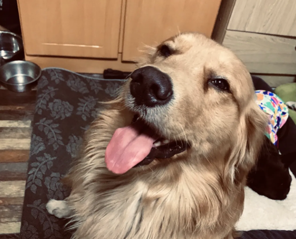 拥有一只金毛犬是什么样的体验