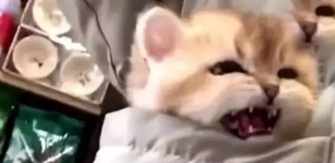 猫咪被主人放进口袋，路人见后忍不住调戏，猫：再动我发火了