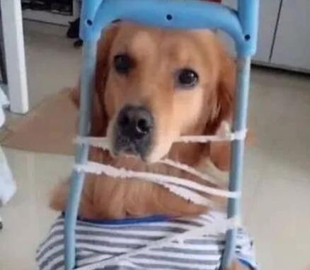 金毛犯错被主人绑成囚犯,吓得一脸惊恐,汪知道错了快放开我 金毛犯错被主人绑成囚犯,吓得一脸惊恐,汪知道错了快放开我