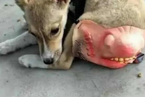 狗狗最近不太对劲,主人带它去看病,医生检查后却大声指责主人 狗狗最近不太对劲,主人带它去看病,医生检查后却大声指责主人