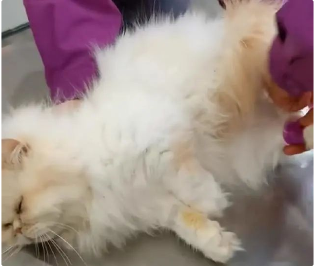 地铁口放着一只猫咪，看清长相后好奇：名贵加菲猫也有人丢？