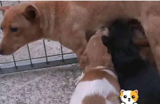 流浪狗偷吃“猫粮”求生，眼神卑微令人心疼，被救却护着4只小狗 
