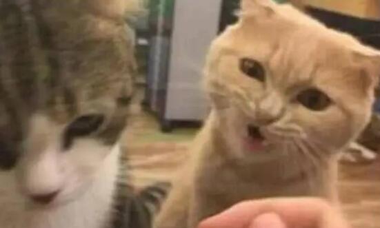 主人给生病的猫咪喂药，旁边橘猫竟也要吃，主人你是不是傻