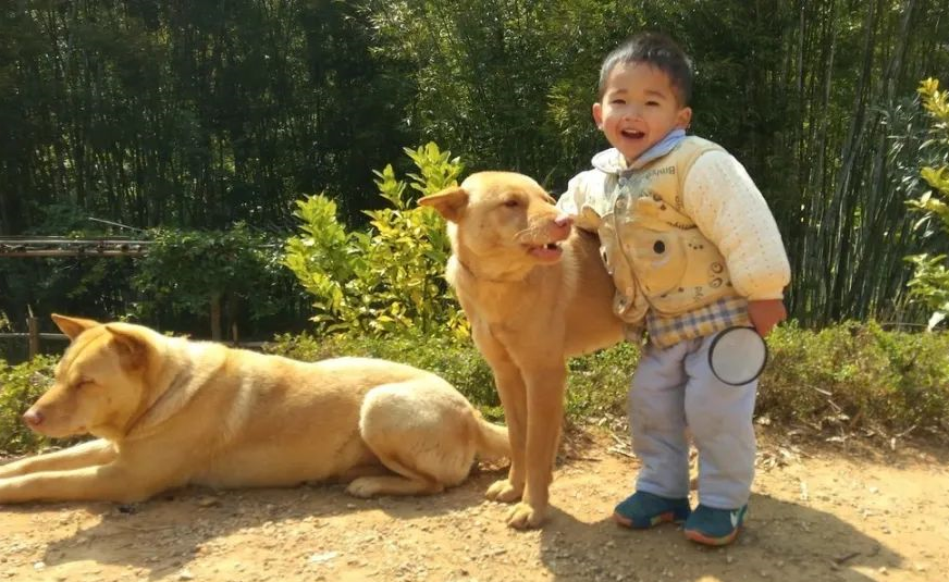 两劫匪夜里打劫加油站，英勇狗狗奋不顾身赶走劫匪，被赞忠犬