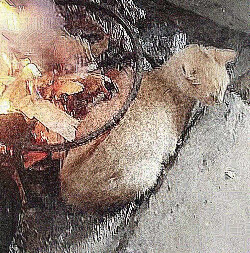 厨房传来一股烧焦味,以为炒菜过火了,跑进去后差点出猫命 厨房传来一股烧焦味,以为炒菜过火了,跑进去后差点出猫命