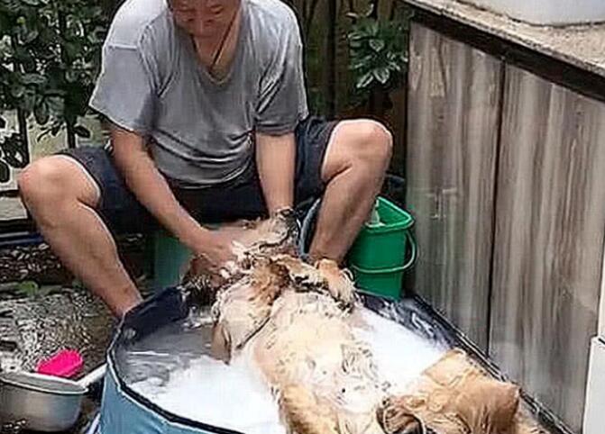 狗狗寄养在父亲家,闺蜜说要被杀了,看到照片后,松了一口气 狗狗寄养在父亲家,闺蜜说要被杀了,看到照片后,松了一口气