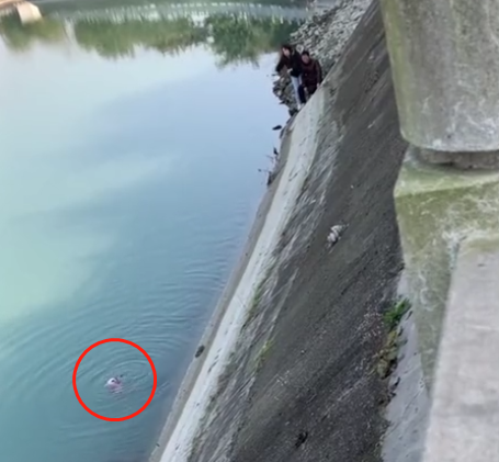 小狗掉入冰冷河中，主人撕心裂肺的呐喊着，而有人却这样讽刺她…