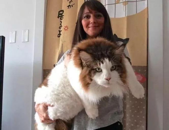 女子网购了一只猫,卖家称这是世界上最大的猫,然而两年后傻了眼 女子网购了一只猫,卖家称这是世界上最大的猫,然而两年后傻了眼