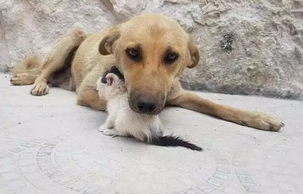 失去小狗的流浪狗妈妈，把小猫当做自己的亲生孩子来照顾……