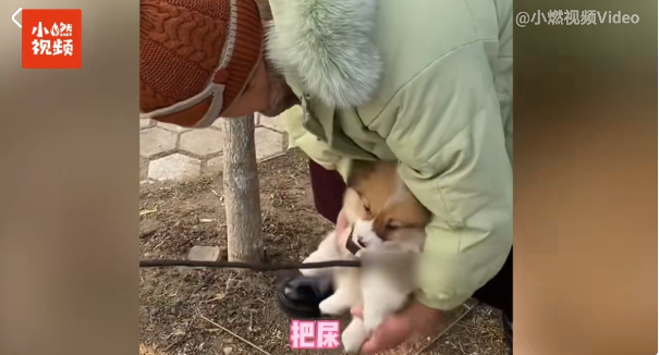 女婿情人节给丈母娘送小狗,老人吓得转身就跑,最后的结局暖了