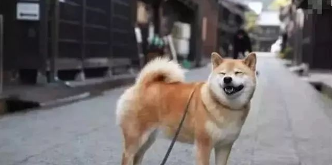 外出把柴犬交给老妈养，回来看到后，网友：这是要向我看齐吗？