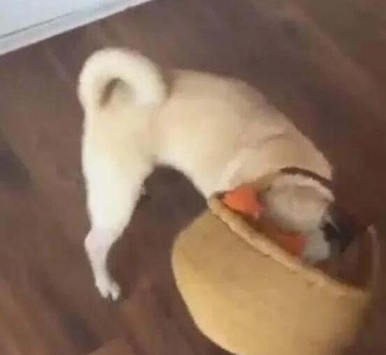 主人身体不舒服，狗狗找到菜篮想帮主人买菜去，结果下一幕尴尬了