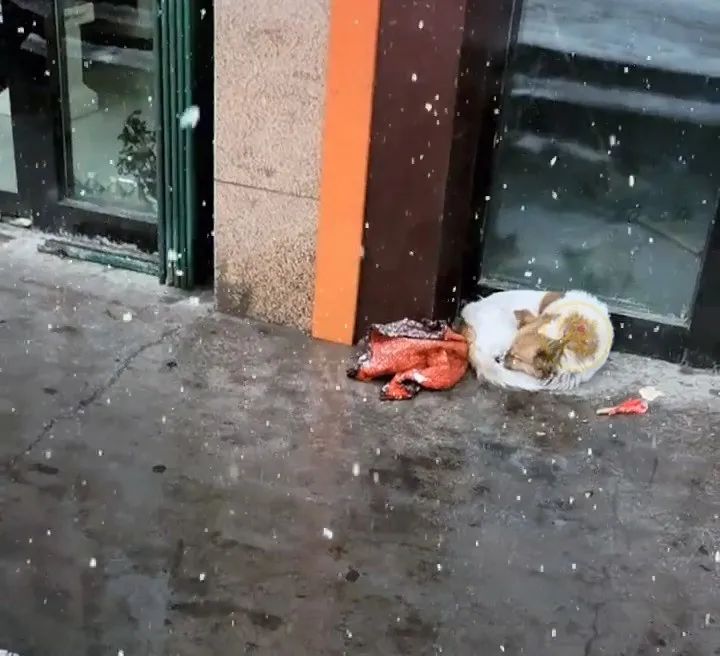 被主人抛弃在寒冬中的狗狗,在雪中瑟瑟发抖,日复一日等主人回家 被主人抛弃在寒冬中的狗狗,在雪中瑟瑟发抖,日复一日等主人回家