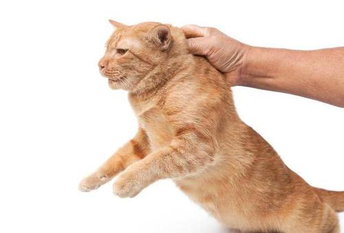 被命运扼住的后颈肉，为什么提起猫咪它会立马变乖？