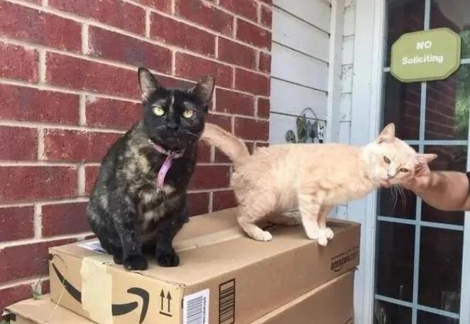 家猫爱上了流浪橘猫，勇敢将男友带回家，主人称赞家猫有眼光！