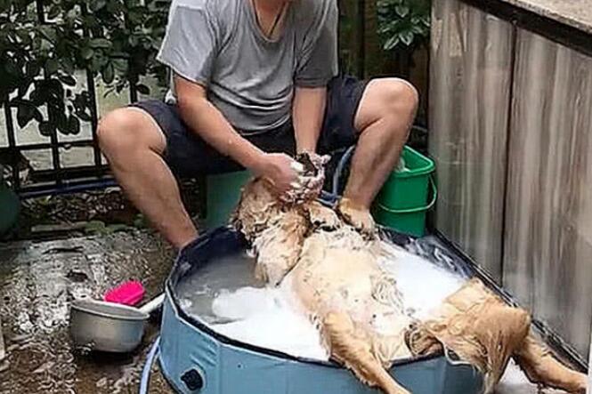 狗狗寄养在父亲家,闺蜜说要被杀了,看到照片后,松了一口气 狗狗寄养在父亲家,闺蜜说要被杀了,看到照片后,松了一口气