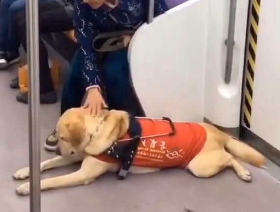 导盲犬带主人坐地铁，被乘客嫌弃太臭，表情很委屈，让人心疼