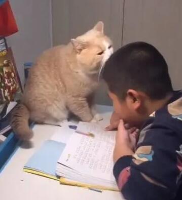 主人写作业时,猫咪都会过来捣乱,女主:没见过这么不要脸的猫 主人写作业时,猫咪都会过来捣乱,女主:没见过这么不要脸的猫