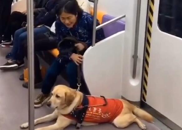 导盲犬带主人坐地铁，被乘客嫌弃太臭，表情很委屈，让人心疼
