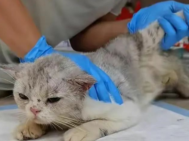 狠心主人,路边扔下猫咪,陪伴没换来同情,猫却期盼主人来接自己 狠心主人,路边扔下猫咪,陪伴没换来同情,猫却期盼主人来接自己