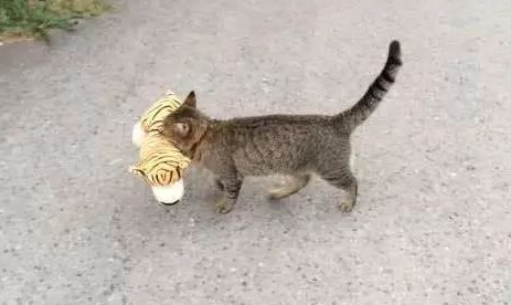 猫咪每天都叼着布娃娃出门,主人好奇悄悄跟着,后来差点笑傻!