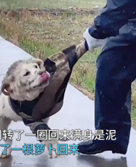 狗狗欣喜奔向主人,没想到却被揍了一顿:这“礼物”不喜欢吗? 狗狗欣喜奔向主人,没想到却被揍了一顿:这“礼物”不喜欢吗?