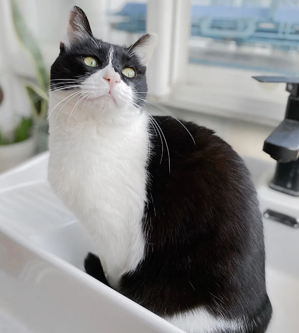 房子与猫