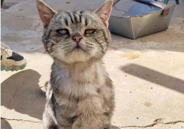 上门乞讨的流浪猫,懂事得让人心疼 上门乞讨的流浪猫,懂事得让人心疼