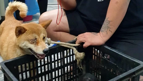 柴犬妈妈右眼被打爆,但视线依然紧盯着一个筐,原来里面竟是… 柴犬妈妈右眼被打爆,但视线依然紧盯着一个筐,原来里面竟是…