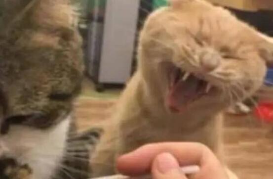 主人给生病的猫咪喂药,旁边橘猫竟也要吃,主人你是不是傻 主人给生病的猫咪喂药,旁边橘猫竟也要吃,主人你是不是傻