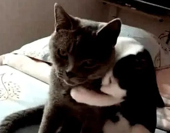 公猫绝育后，再次见到小母猫，公猫的举动让主人笑喷了