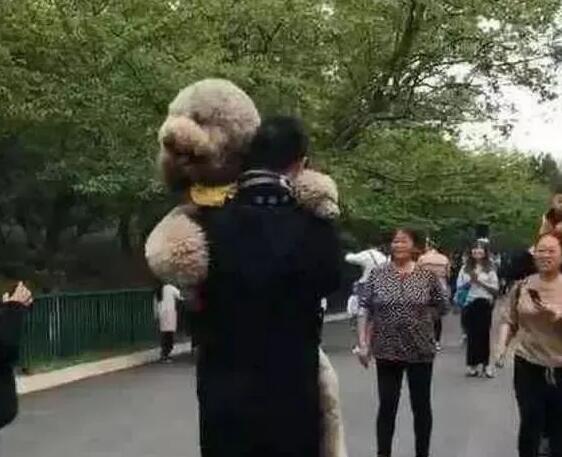 主人抱着狗狗在公园散步，路人投来好奇的目光，直呼这是只真狗吗
