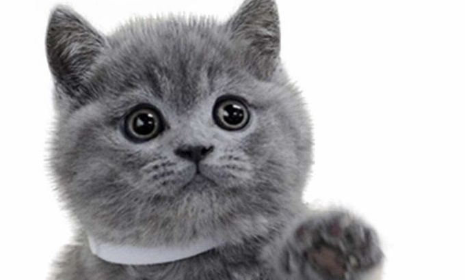 一只可怜的猫咪，生不如死！