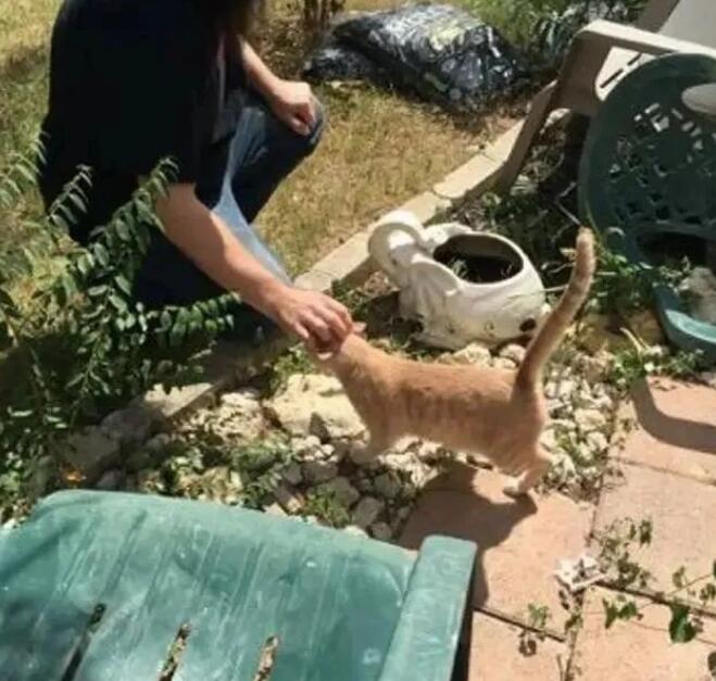 家猫爱上了流浪橘猫,勇敢将男友带回家,主人称赞家猫有眼光! 家猫爱上了流浪橘猫,勇敢将男友带回家,主人称赞家猫有眼光!