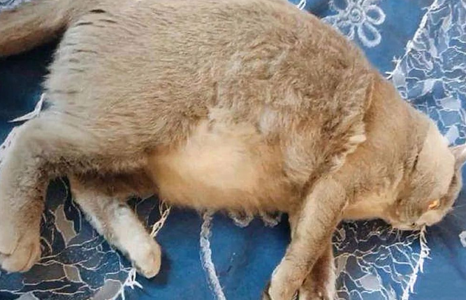 给怀孕的猫咪做完检查后，主人脸上火辣辣的：说好的辈分升级呢？