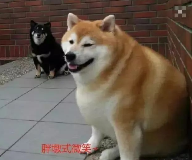 外出把柴犬交给老妈养,回来看到后,网友:这是要向我看齐吗? 外出把柴犬交给老妈养,回来看到后,网友:这是要向我看齐吗?