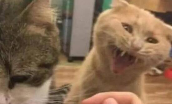 主人给生病的猫咪喂药,旁边橘猫竟也要吃,主人你是不是傻 主人给生病的猫咪喂药,旁边橘猫竟也要吃,主人你是不是傻