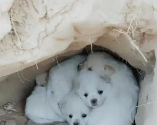 三只小奶狗在山洞里抱团取暖，看到有人来了，它们的表情萌翻网友