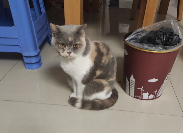 不让养猫，下个月发了工资我出去租房子住了！”大儿子给我发消息，这是最后的通牒吗？