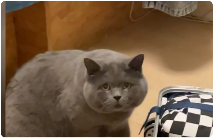 猫咪过完年后忘了主人，看着她一脸疑惑！不想被猫遗忘该怎么做？