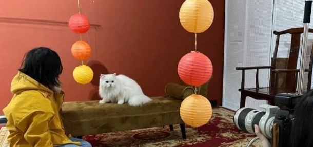 “Z世代”催热“它”经济：猫狗双全 舍得花钱