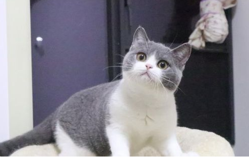 养猫给我带来的快乐 养猫给我带来的快乐