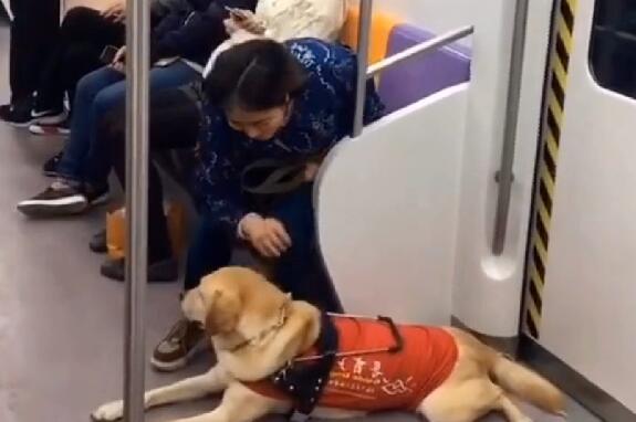 导盲犬带主人坐地铁，被乘客嫌弃太臭，表情很委屈，让人心疼